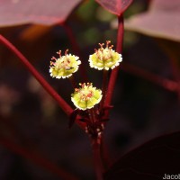 Euphorbia cotinifolia L.